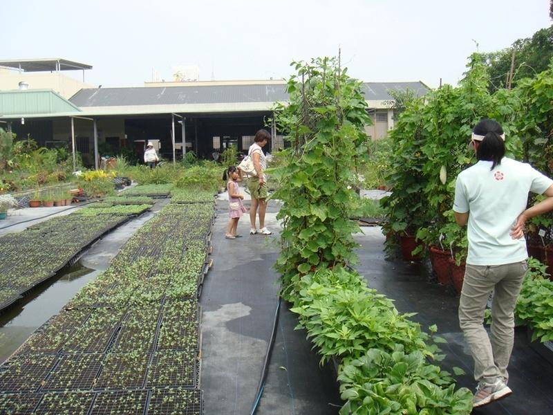 蔬菜種植體驗活動(第三梯)
