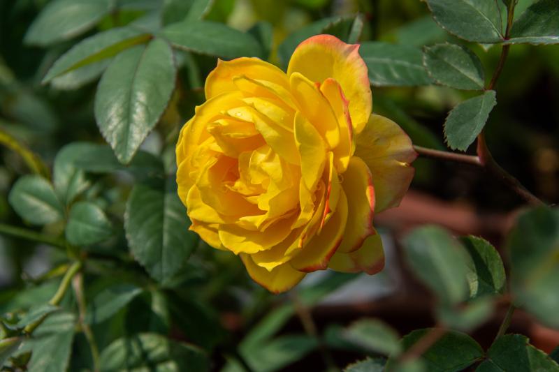變色龍玫瑰（Chameleon Rose）
