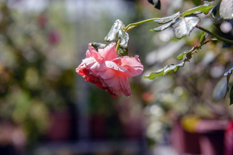 玫瑰花