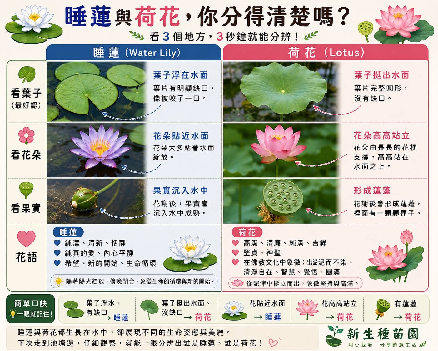 睡蓮與荷花,你分得清楚嗎?