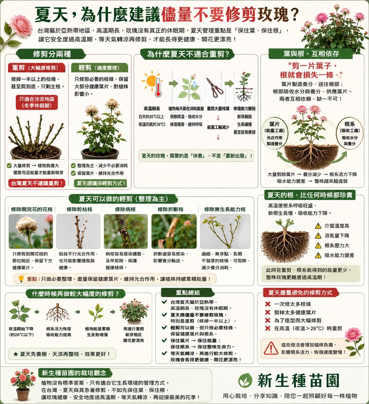 夏天,為什麼建議儘量不要重剪玫瑰?