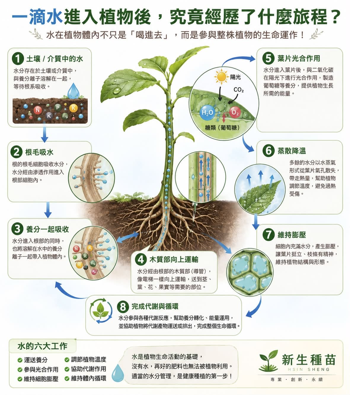 水到底在植物體內做了哪些工作？