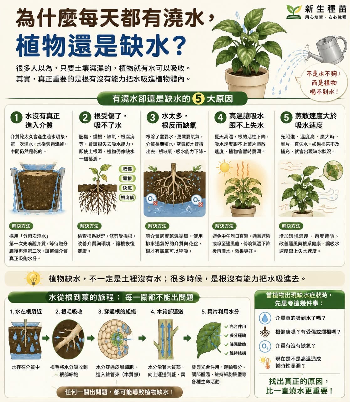 盆栽為什麼每天都有澆水，植物還是缺水？
