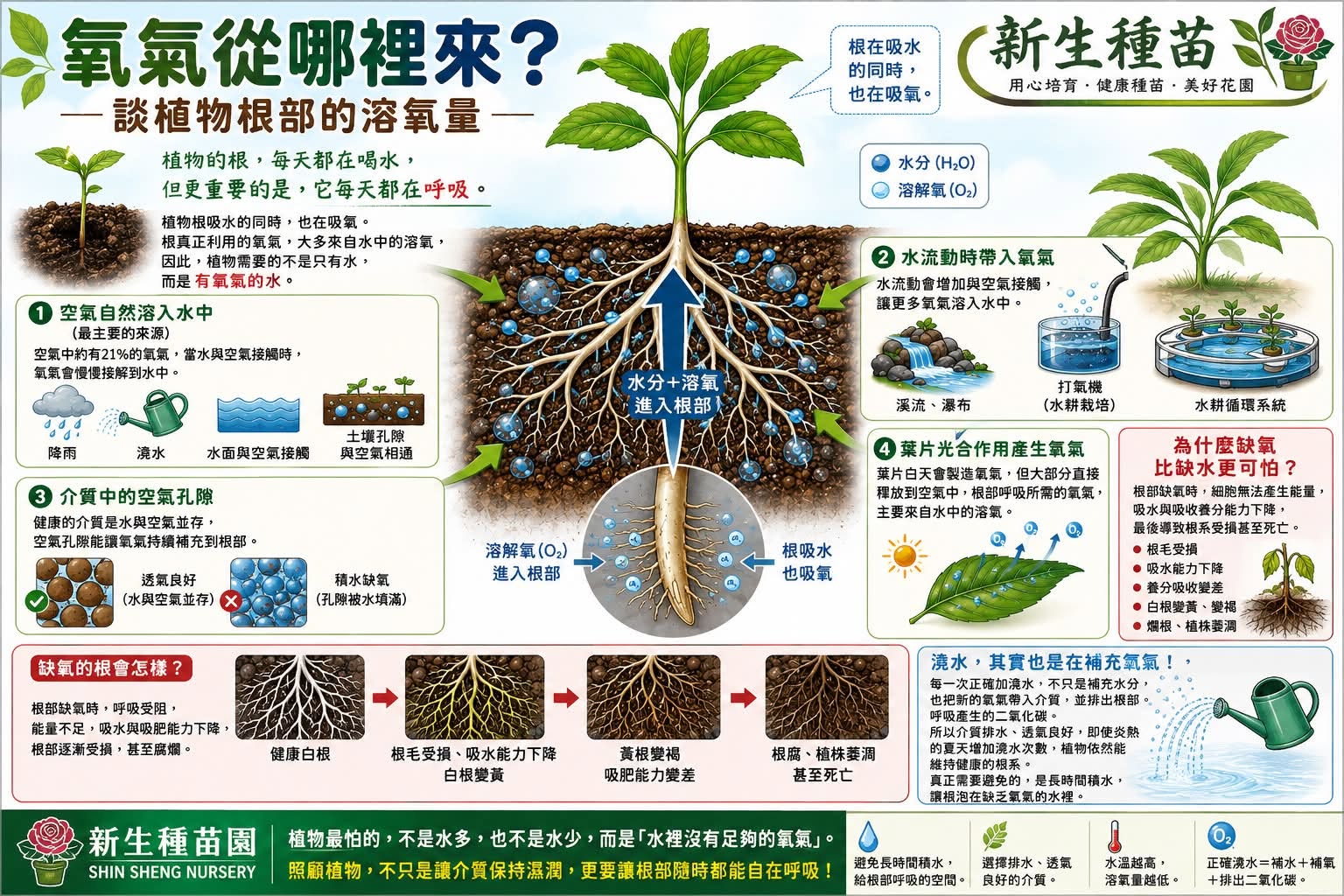 氧氣從哪裡來？談植物根部的溶氧量