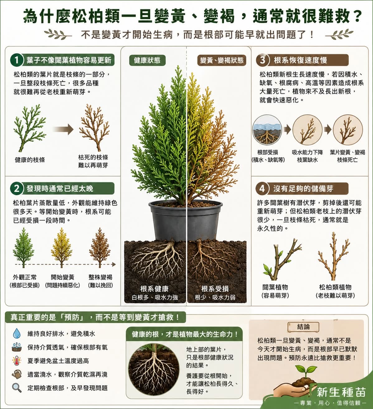 為什麼松柏類植物，常常短時間內突然枯萎？