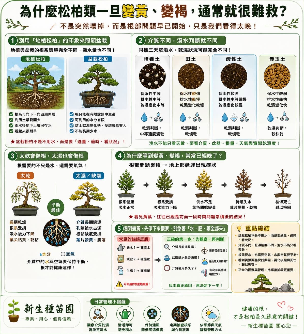 為什麼松柏類一旦變黃、變褐，通常就很難救？