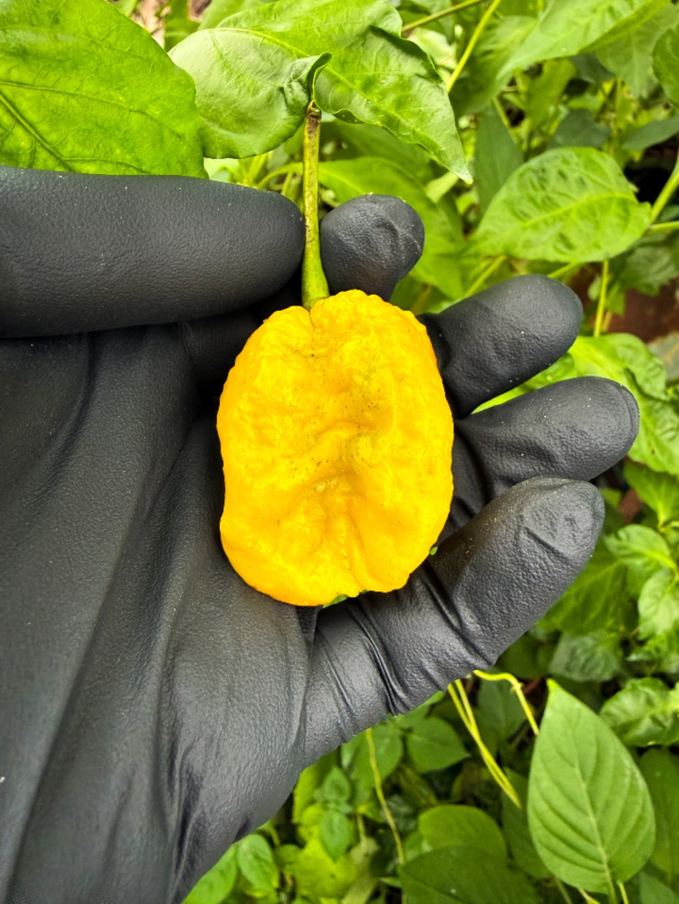 最辣辣椒盆栽：X 辣椒