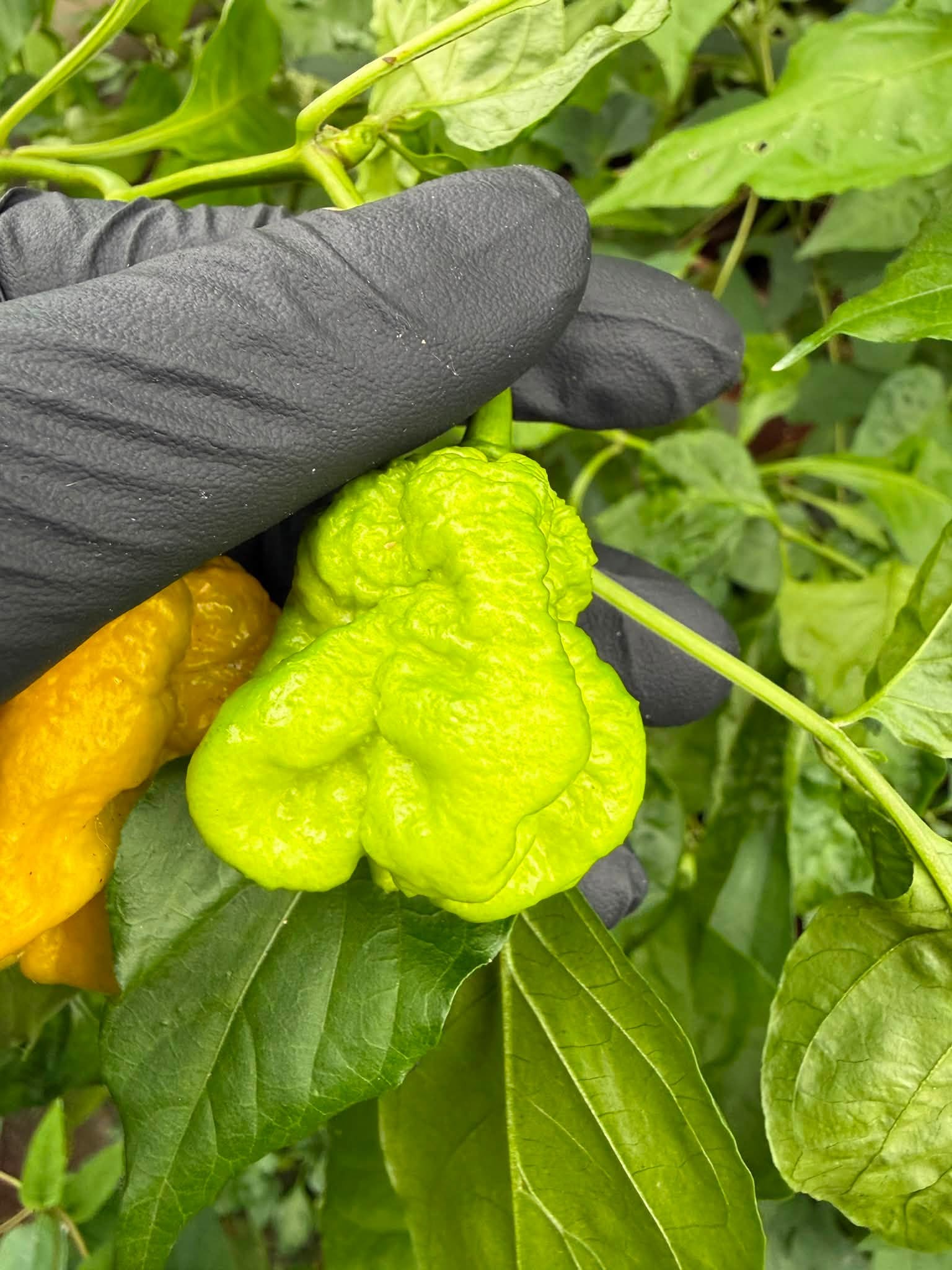 X 辣椒園區紀錄 2